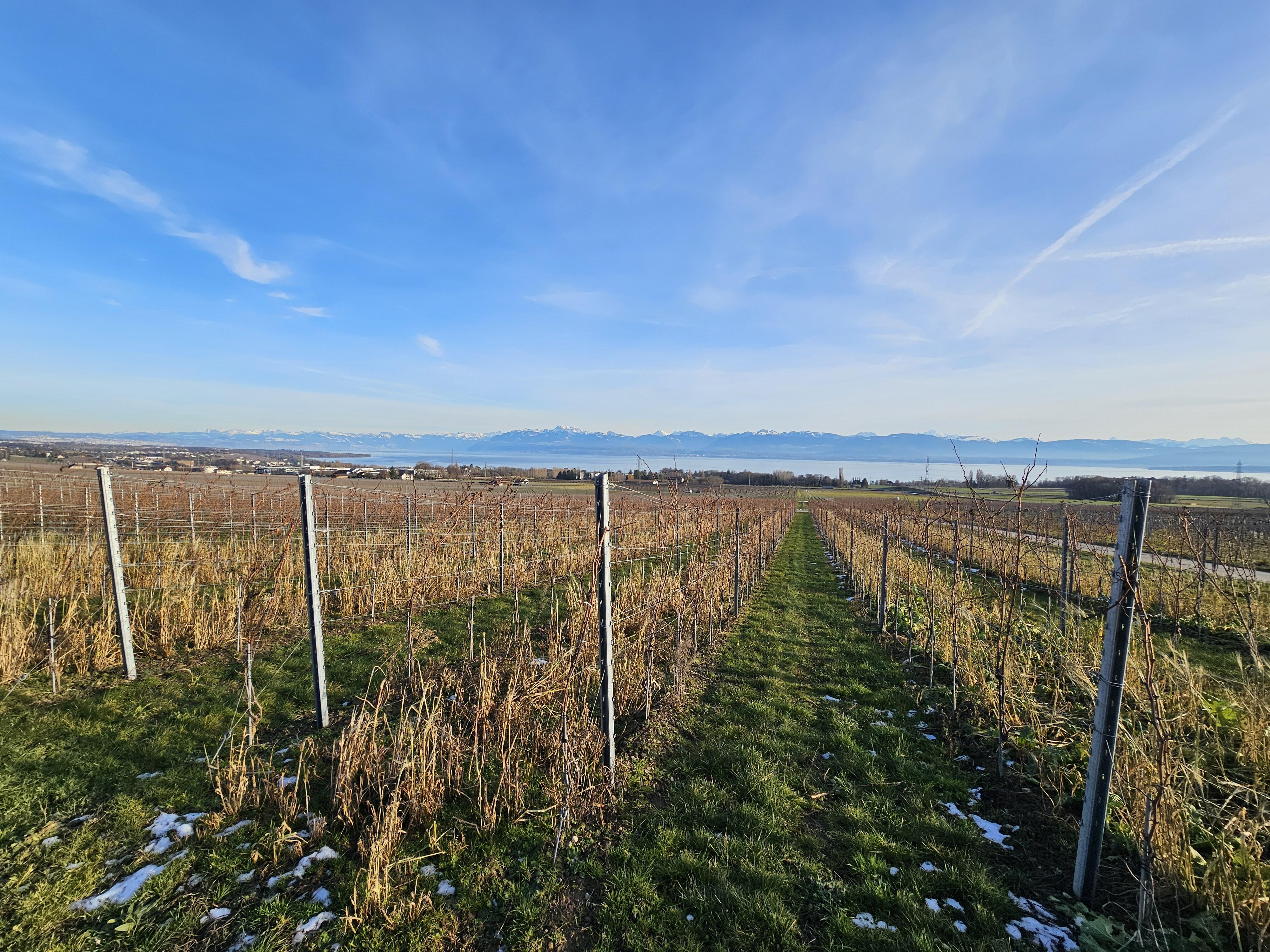 Domaine vitivinicole La Côte - Image# 18